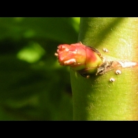 Acer palmatum cv Crispifolium (fam Aceracees) (5)